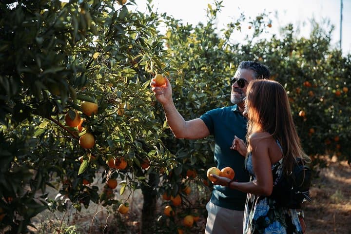 Tasting Algarve: Orange Groves, Medronho and Fóia Panorama photo 3