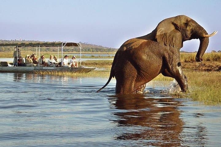 Full-Day Chobe National Park Safari: Boat Cruise and 4x4 Game Drive from Kasane