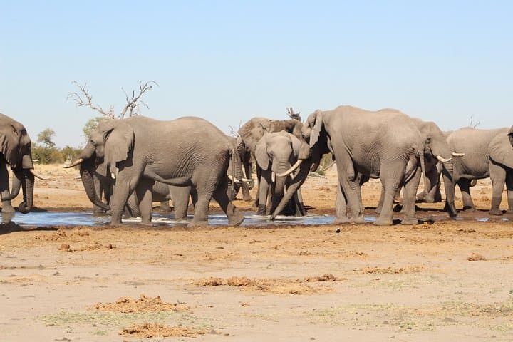 Savuti Mobile Camping Safari: 4-Day Wild Botswana Game-Drive Adventure