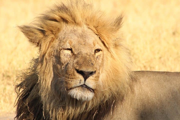Savuti Mobile Camping Safari: 4-Day Wild Botswana Game-Drive Adventure photo 3