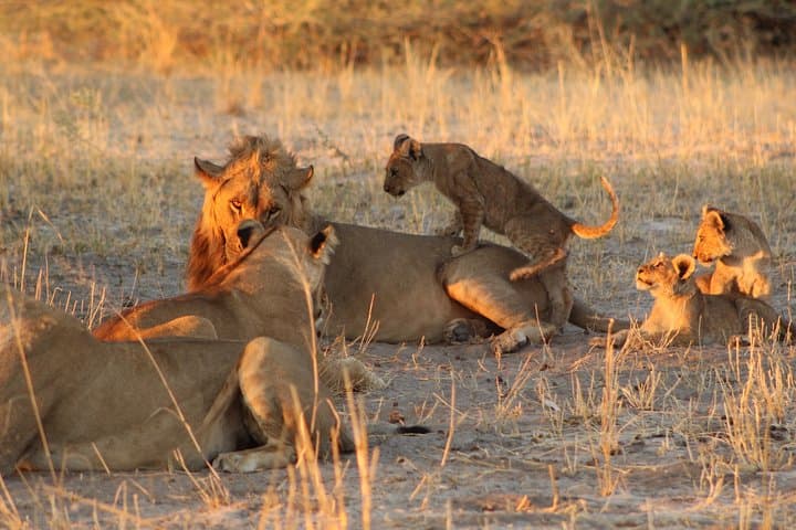 Savuti Mobile Camping Safari: 4-Day Wild Botswana Game-Drive Adventure photo 5