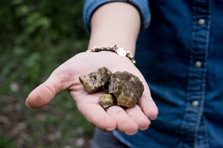 Truffle Hunting in Mugello: Guided Foraging & Gourmet Tasting from Florence photo 2