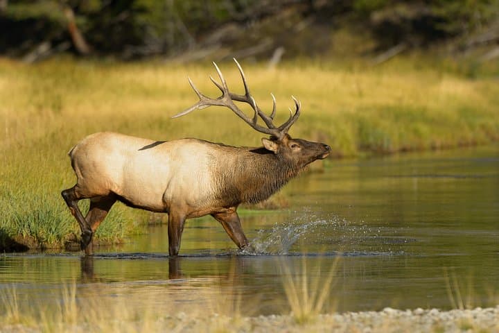 Wildlife on the Bow: Guided Big Canoe Tour Along Banff’s Iconic River photo 5