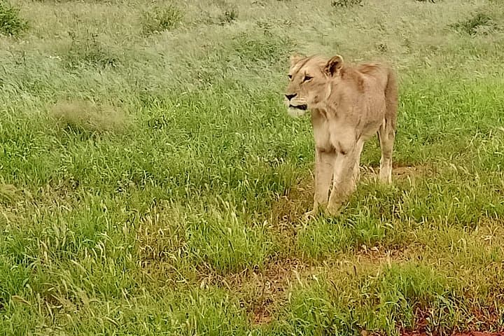 Tsavo Expedition Safari: Red Elephants, Leopards & Mzima Springs photo 4
