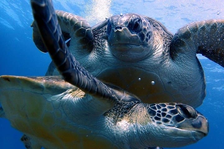 Discover Scuba Diving in Tenerife: Beginner-Friendly Half-Day Sea Dives photo 3