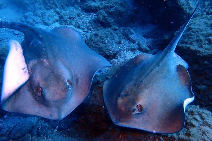 Discover Scuba Diving in Tenerife: Beginner-Friendly Half-Day Sea Dives photo 4