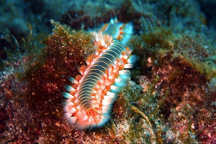 Discover Scuba Diving in Tenerife: Beginner-Friendly Half-Day Sea Dives photo 5