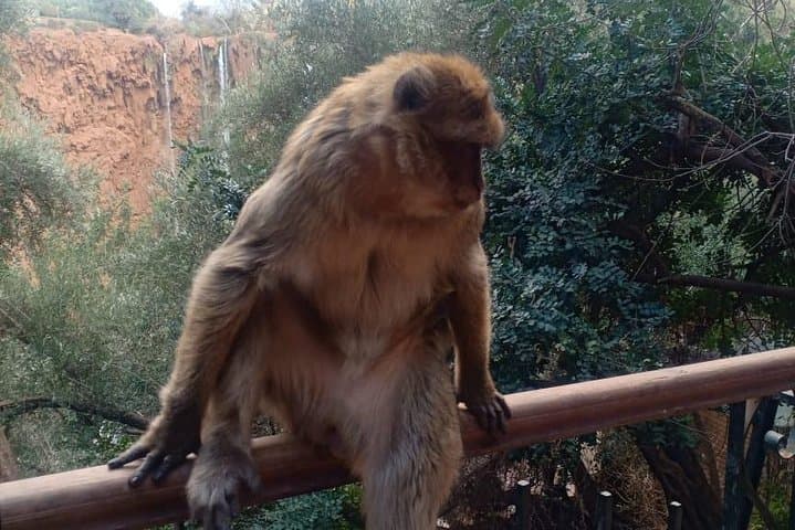 Ouzoud Waterfalls Day Trip from Marrakech — Boat Cruise, Barbary Apes & Mill Caves photo 6