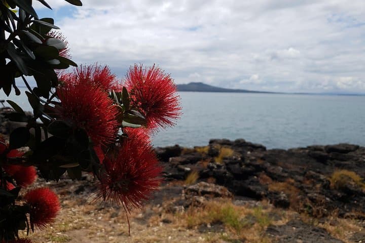 Auckland Bush, Beach and Bites Trail: Takapuna Coastal Walk and Fish-and-Chips Picnic photo 3