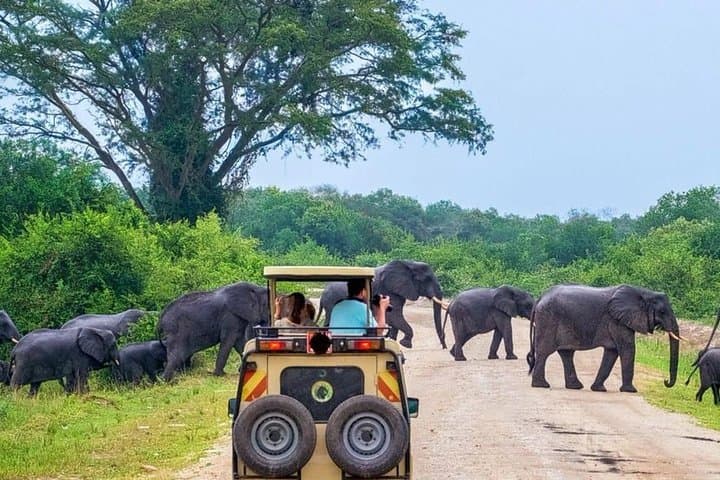 Overnight Private Yala Safari: Luxury Tented Camping & Night Game Drives photo 2