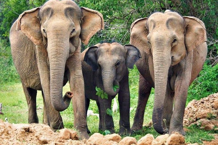 Overnight Private Yala Safari: Luxury Tented Camping & Night Game Drives photo 4