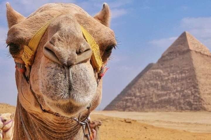 Sunset Camel Ride at the Pyramids of Giza with BBQ Dinner photo 3