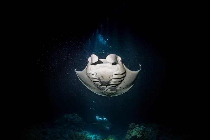Kona Manta Ray Night Snorkel: Up-Close Night Swim with Giant Mantàs photo 4