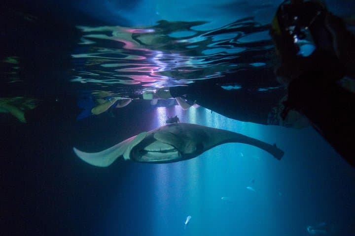 Kona Manta Ray Night Snorkel: Up-Close Night Swim with Giant Mantàs photo 1