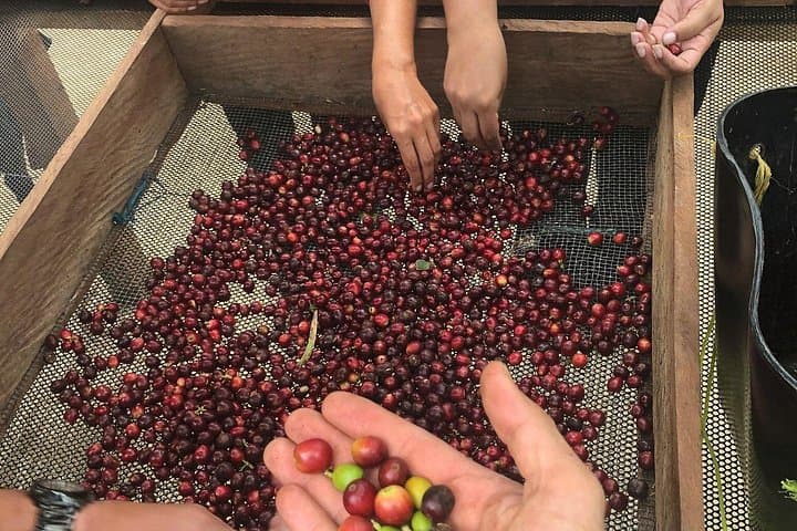 Coffee Tour Finca Jaguar — Bogotá Farm-to-Cup Immersion photo 4