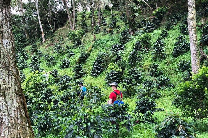 Coffee Tour Finca Jaguar — Bogotá Farm-to-Cup Immersion photo 3