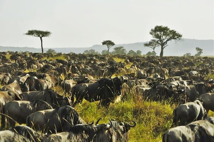 3-Day Maasai Mara Safari: Big Five & Wildebeest Migration Adventure