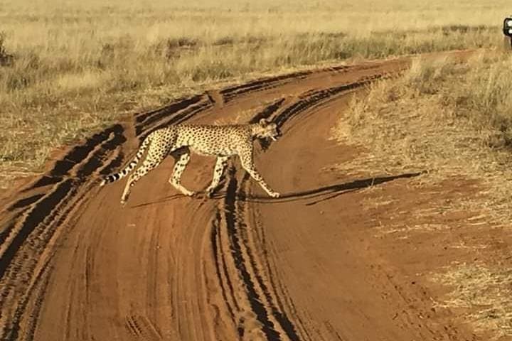 3-Day Maasai Mara Safari: Big Five & Wildebeest Migration Adventure photo 4