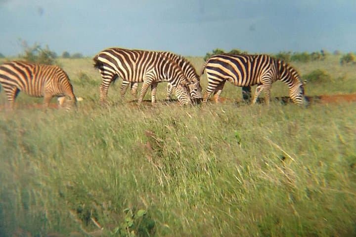 3-Day Maasai Mara Safari: Big Five & Wildebeest Migration Adventure photo 6