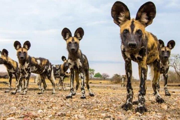 2-Day Selous Game Reserve Safari from Zanzibar or Dar es Salaam photo 2