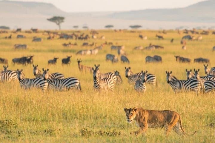 2-Day Selous Game Reserve Safari from Zanzibar or Dar es Salaam photo 3
