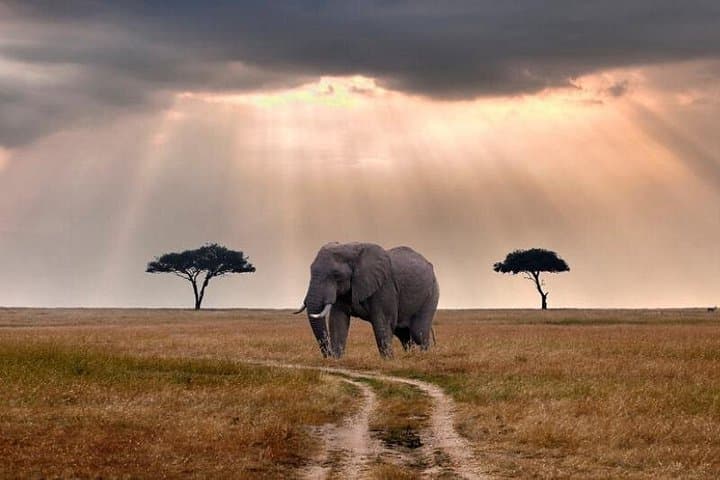 2-Day Selous Game Reserve Safari from Zanzibar or Dar es Salaam photo 4