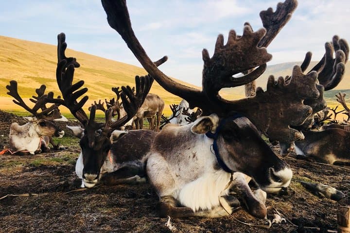 Wonders of Northern Mongolia: 15-Day Khuvsgul & Tsaatan Reindeer Herders Journey photo 2