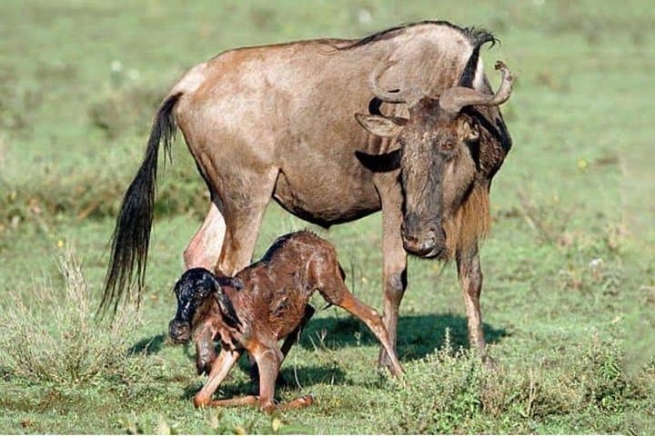 Luxury Tanzania Safari: Serengeti, Ngorongoro & Maasai Cultural Stay