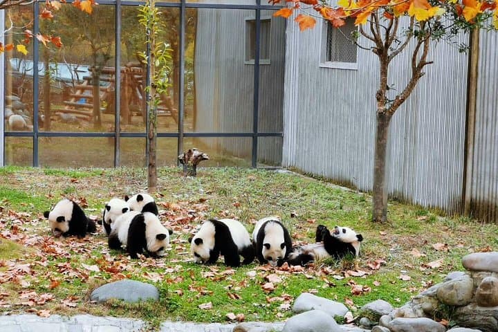 Chengdu Panda Base and Leshan Giant Buddha: Private Day Tour to See Pandas and the World's Tallest Stone Buddha photo 3