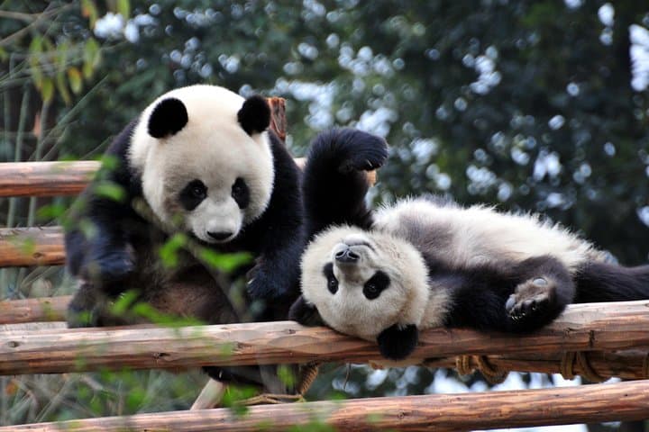 Chengdu Panda Base and Leshan Giant Buddha: Private Day Tour to See Pandas and the World's Tallest Stone Buddha photo 5