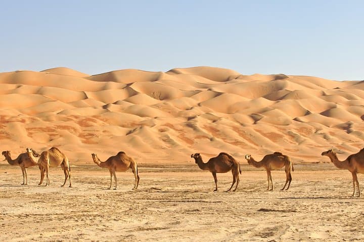Liwa Overnight Safari: Overnight Camping and Dune Driving in the Empty Quarter photo 3