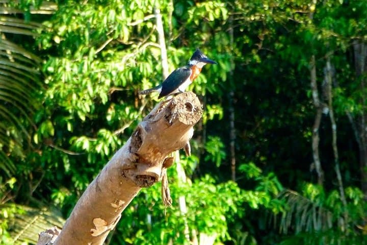 Manu Cultural Zone: 4-Day Cloud Forest to Amazon Wildlife & Culture Expedition photo 2