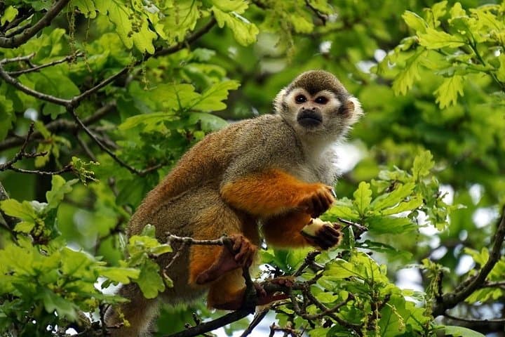 Manu Cultural Zone: 4-Day Cloud Forest to Amazon Wildlife & Culture Expedition photo 3