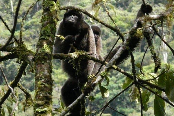 Manu Cultural Zone: 4-Day Cloud Forest to Amazon Wildlife & Culture Expedition photo 4