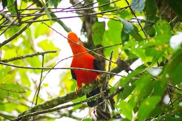 Manu Cultural Zone: 4-Day Cloud Forest to Amazon Wildlife & Culture Expedition photo 5