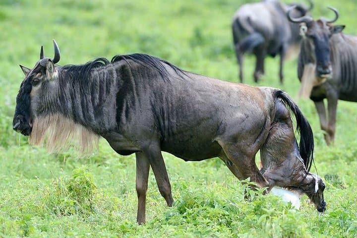 Luxury Tanzania Safari: Serengeti, Ngorongoro & Maasai Cultural Stay photo 2
