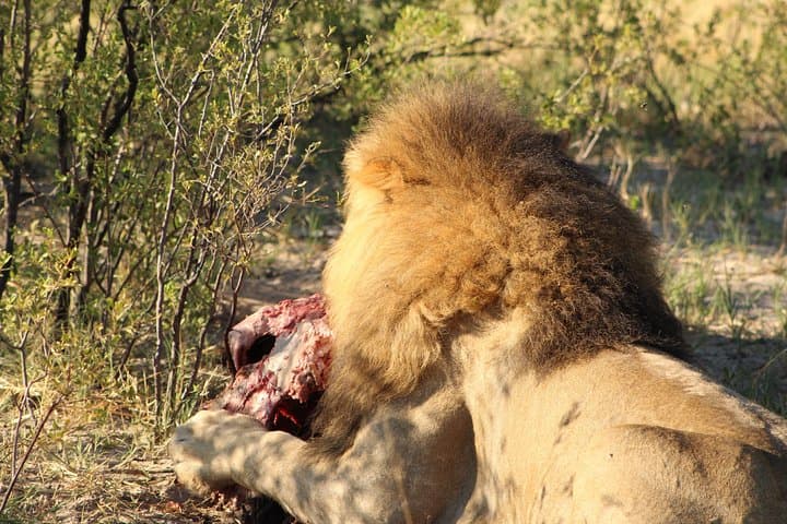 4-Day Mobile Tented Camping Safari in Savute and Chobe Riverfront photo 2