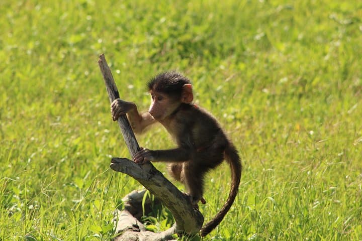 4-Day Mobile Tented Camping Safari in Savute and Chobe Riverfront photo 3