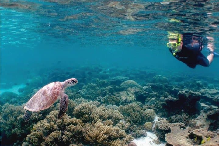 Aqaba Red Sea Snorkel & Dive: Private Beach Access with Lunch