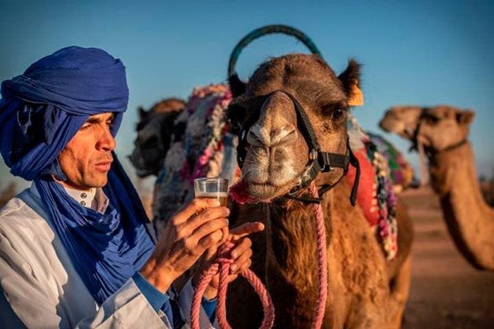 Agafay Desert Quad Biking and Camel Ride Adventure from Marrakech