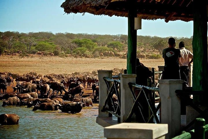 3-Day Tsavo East Safari from Diani — Manyatta Camp Wildlife Escape photo 4