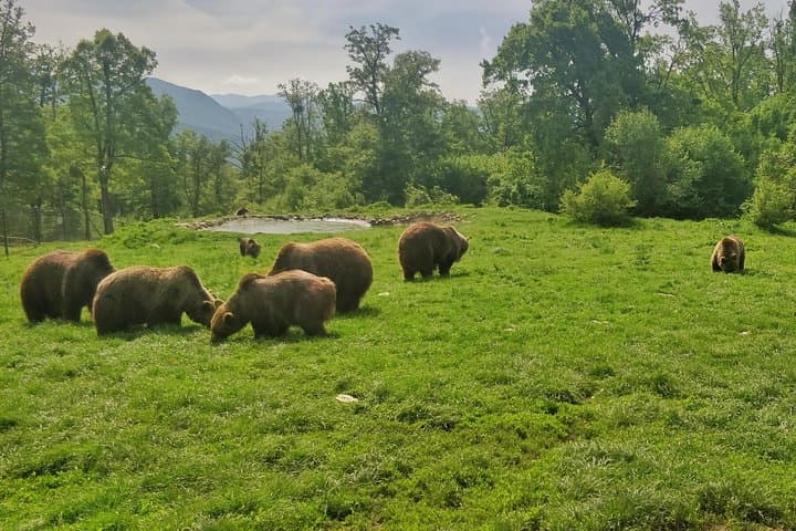 Golden Circle of Transylvania: 4-Day Hike, Castles & Bears photo 4