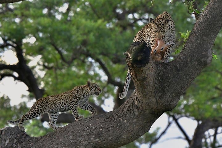 Private Afternoon Safari from Hazyview — Kruger Game Drive to Waterholes photo 2