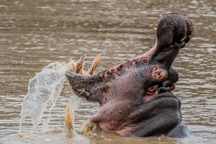 Private Afternoon Safari from Hazyview — Kruger Game Drive to Waterholes photo 4