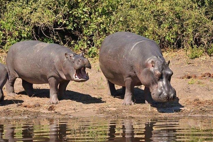 Chobe Safari Day Trip from Victoria Falls — River Cruise and Afternoon Game Drive
