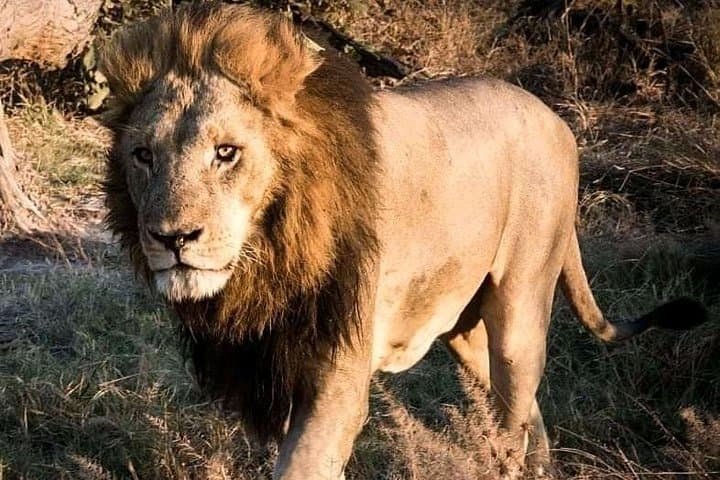 Chobe Safari Day Trip from Victoria Falls — River Cruise and Afternoon Game Drive photo 2