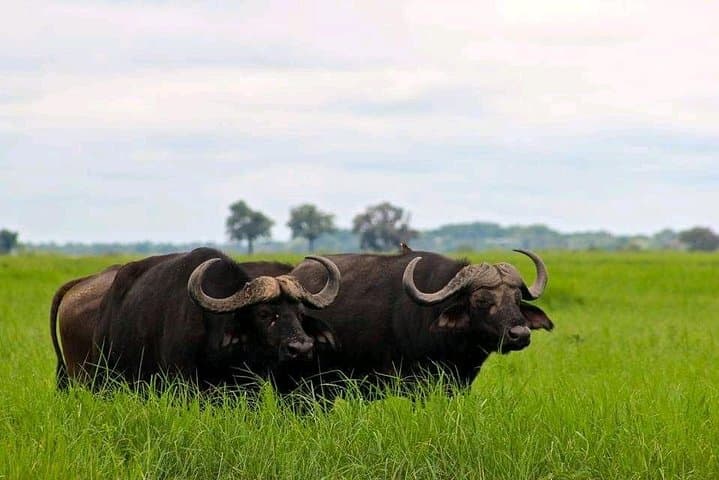 Chobe Safari Day Trip from Victoria Falls — River Cruise and Afternoon Game Drive photo 3