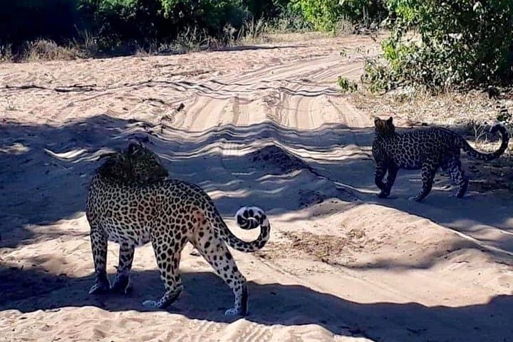 Chobe Safari Day Trip from Victoria Falls — River Cruise and Afternoon Game Drive photo 5