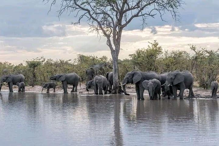 Chobe Safari Day Trip from Victoria Falls — River Cruise and Afternoon Game Drive photo 6