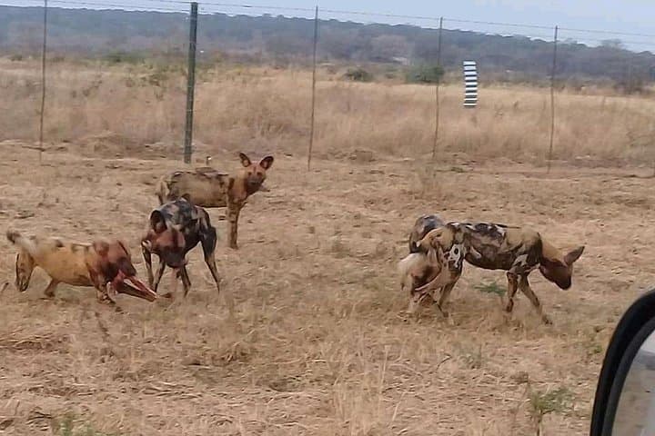 Hwange Safari Day Trip from Victoria Falls — Big Five & Birdlife in Hwange National Park photo 3
